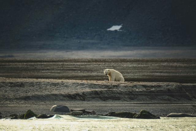 Polar bear