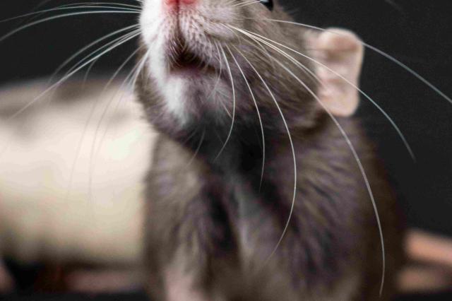 Rat