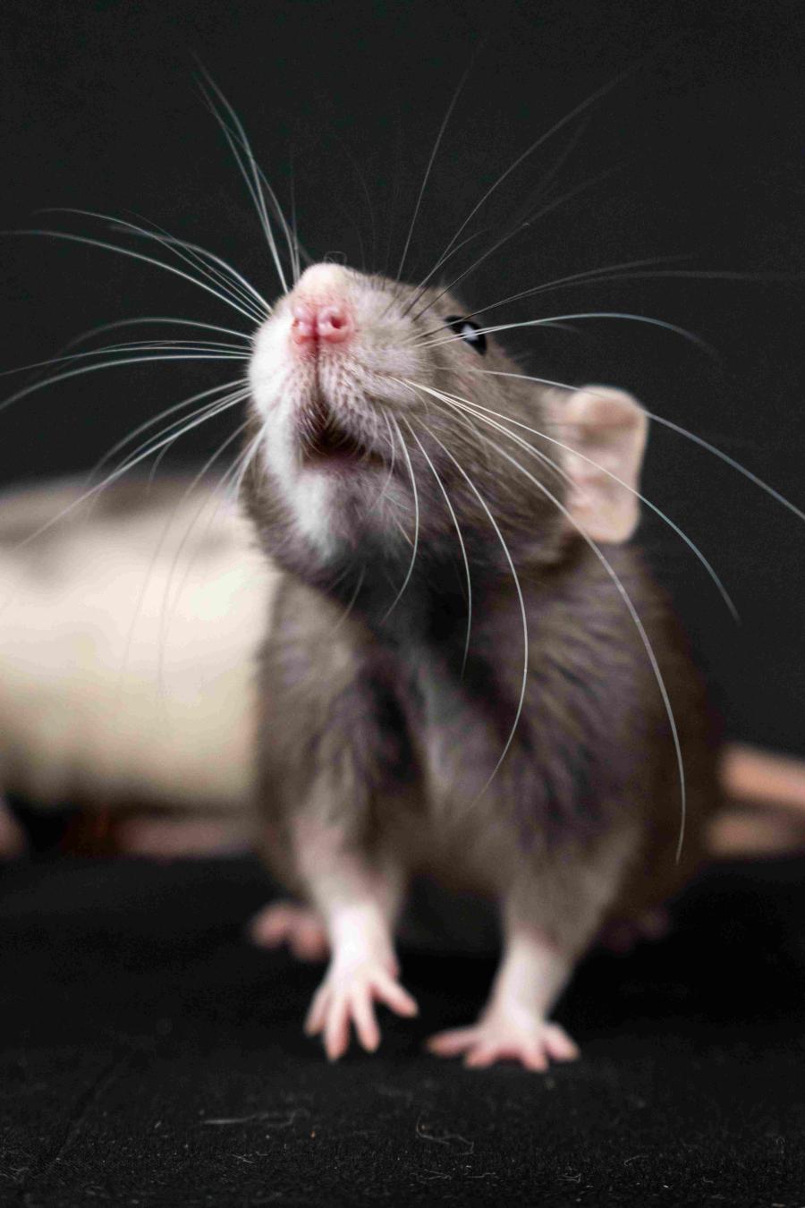 Rat